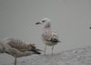 Caspian Gull at Hole Haven Creek (Steve Arlow) (94318 bytes)